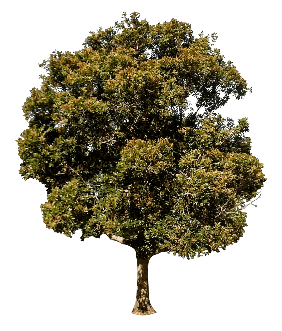 Brown Laurel (Cryptocarya Triplinervis) - Evergreen Trees