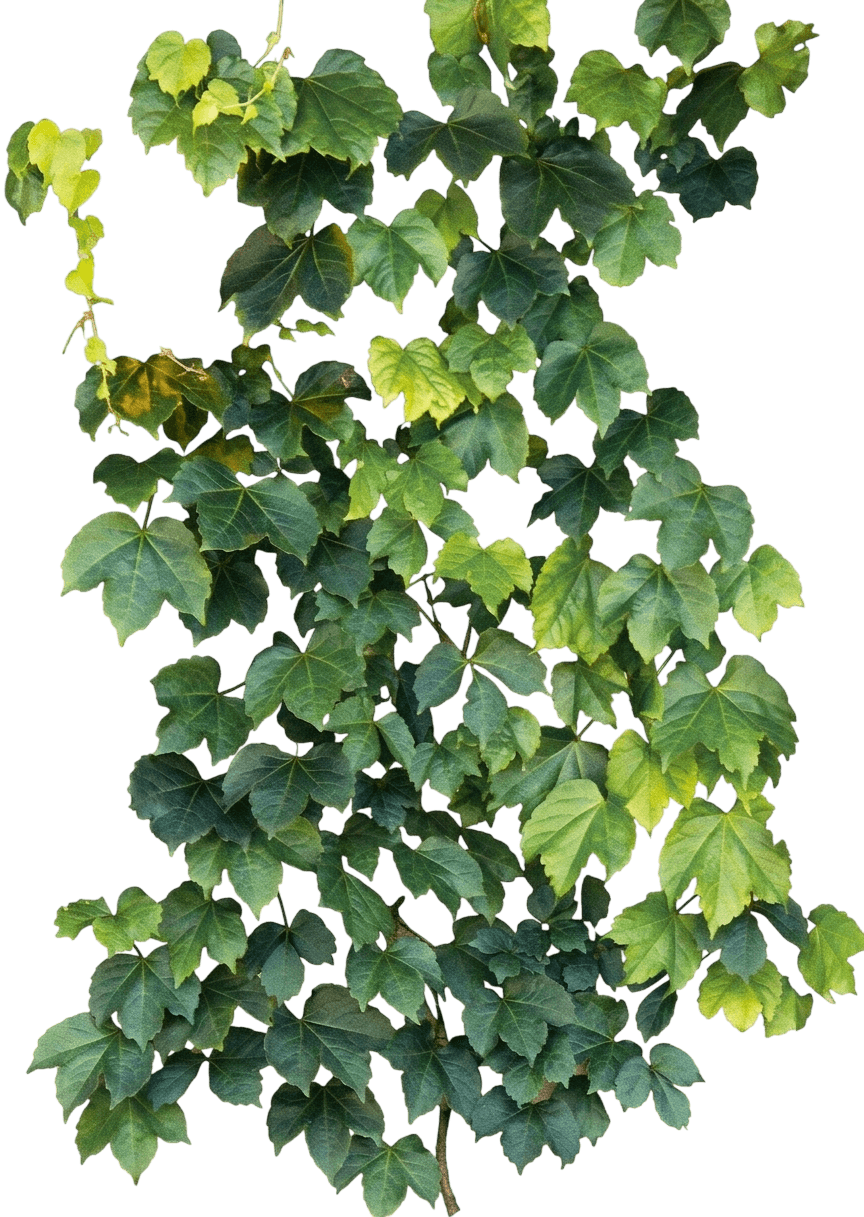 Green Showers Boston Ivy (Parthenocissus Tricuspidata 'Green Showers') - Ground Layers