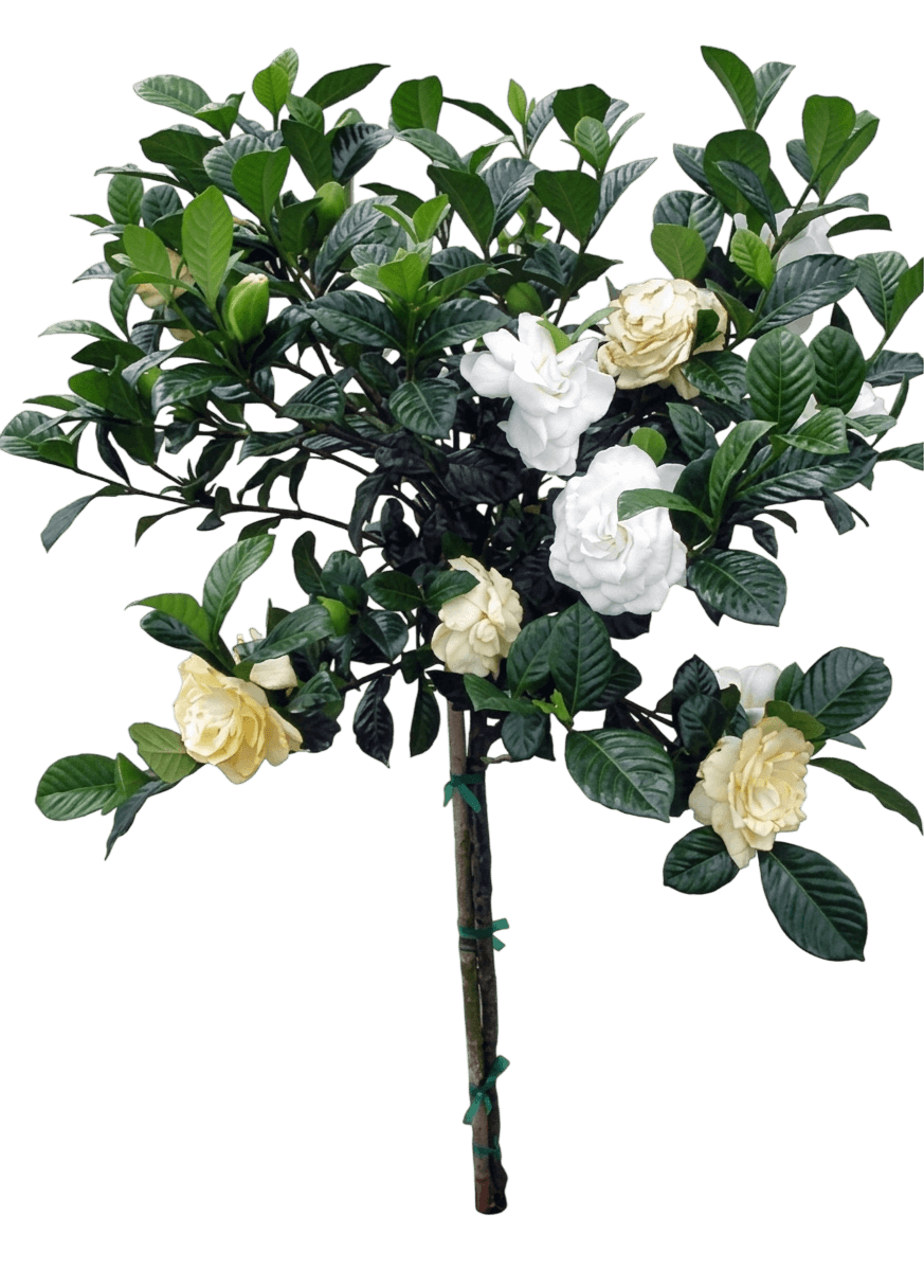 Summer Snow gardenia (Gardenia Jasminoides 'Bab1183') - Ground Layers