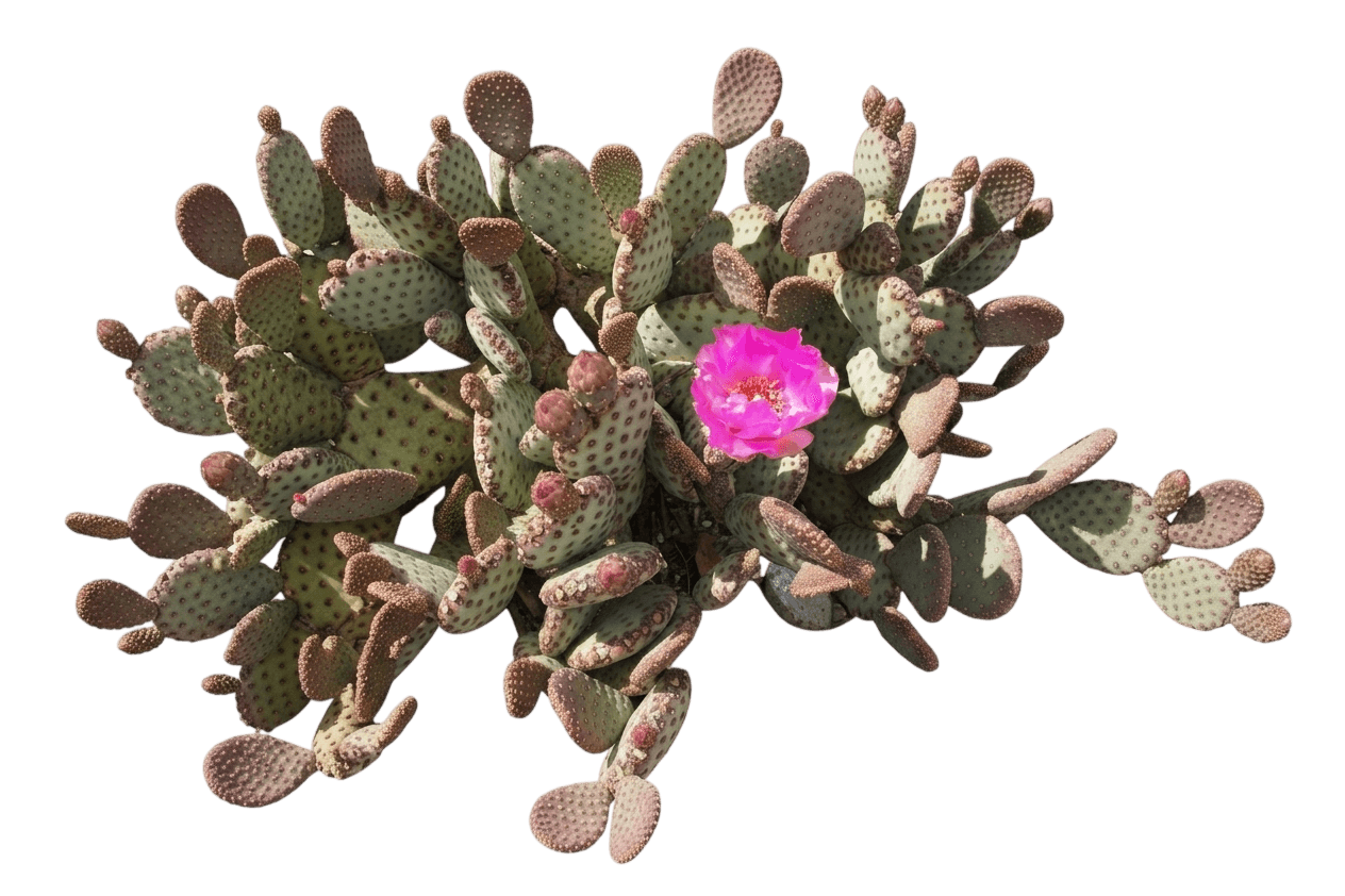 Baby Beavertail Cactus (Opuntia Basilaris Var. Caudata) - Succulents