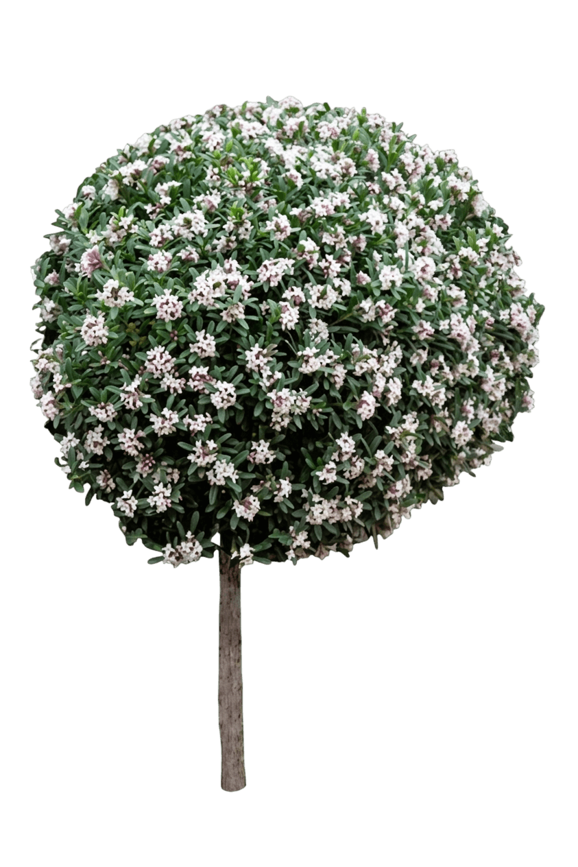 Eternal Fragrance Daphne (Daphne X Transatlantica Var. X Transatlantica 'Blafra') - Shrubs