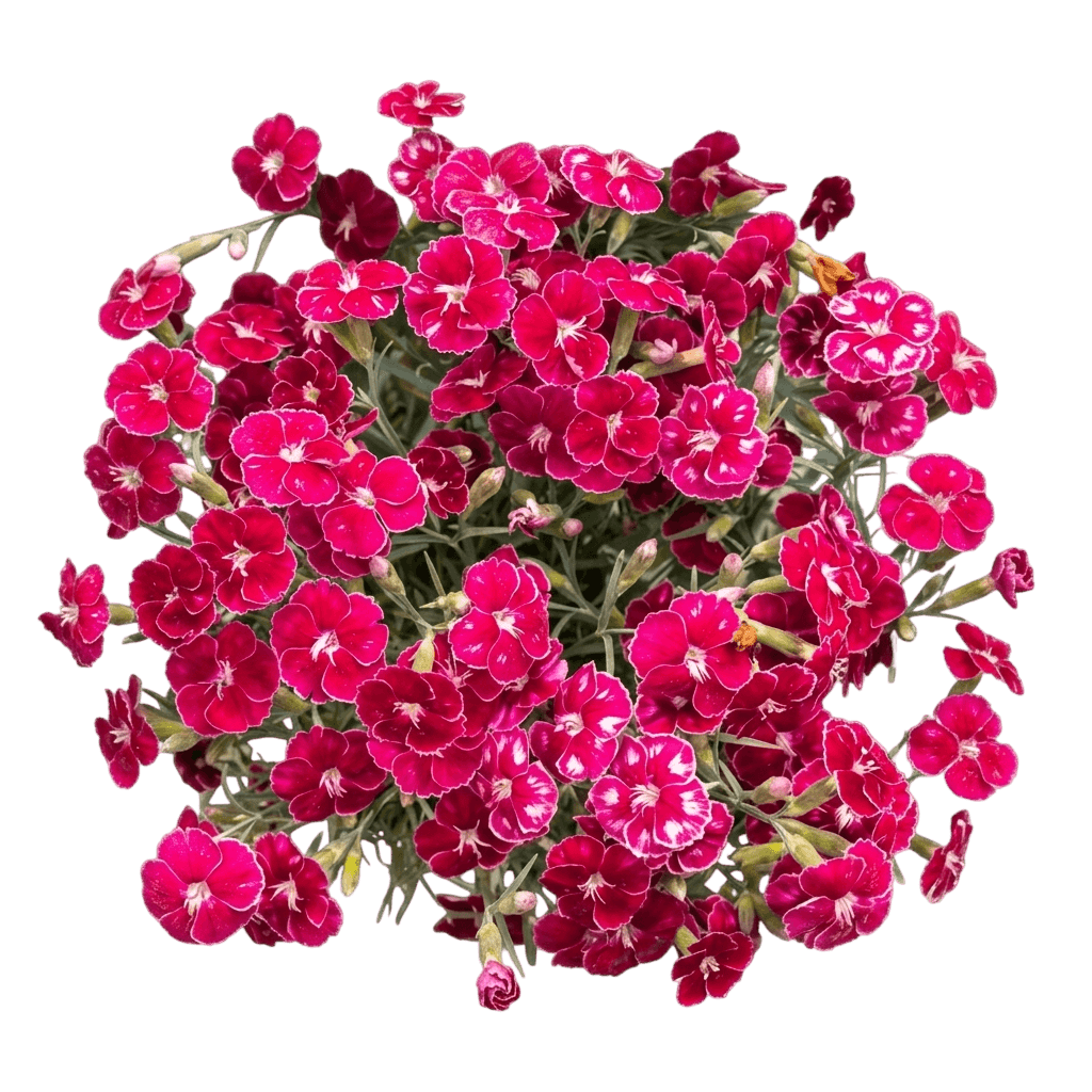 Pinks Carnation 'Kond1400K6' Mountain Frost™ (Dianthus Ruby Glitter Pp33461 'Kond1400K6') - Perennials