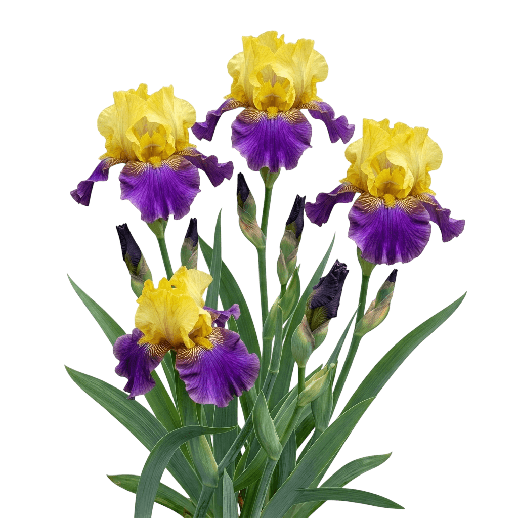 Jurassic Park German Iris (Iris Germanica 'Jurassic Park') - Perennials