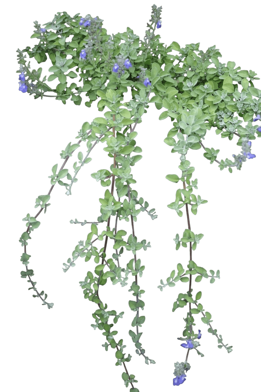 snowflake sage (Salvia Chionophylla) - Groundcovers