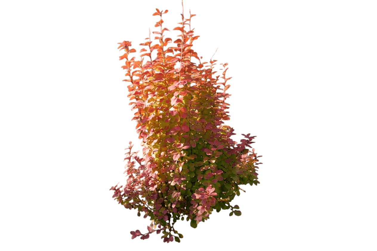 Upright Orange Barberry 'Ncbt3' Sunjoy Orange Pillar™ (Berberis Thunbergii Ppaf 'Ncbt3') - Ground Layers