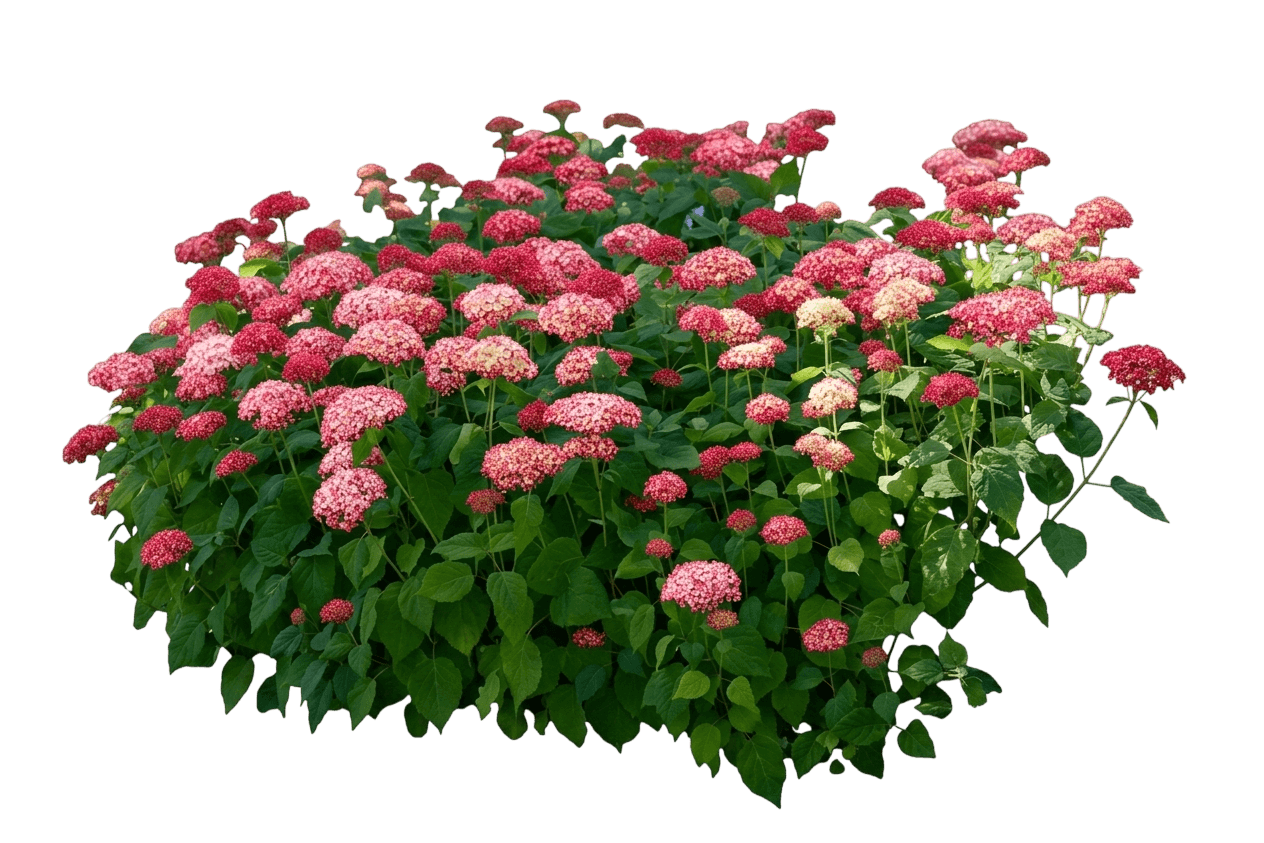 Invincibelle Ruby Smooth Hydrangea (Hydrangea Arborescens 'Ncha3') - Ground Layers