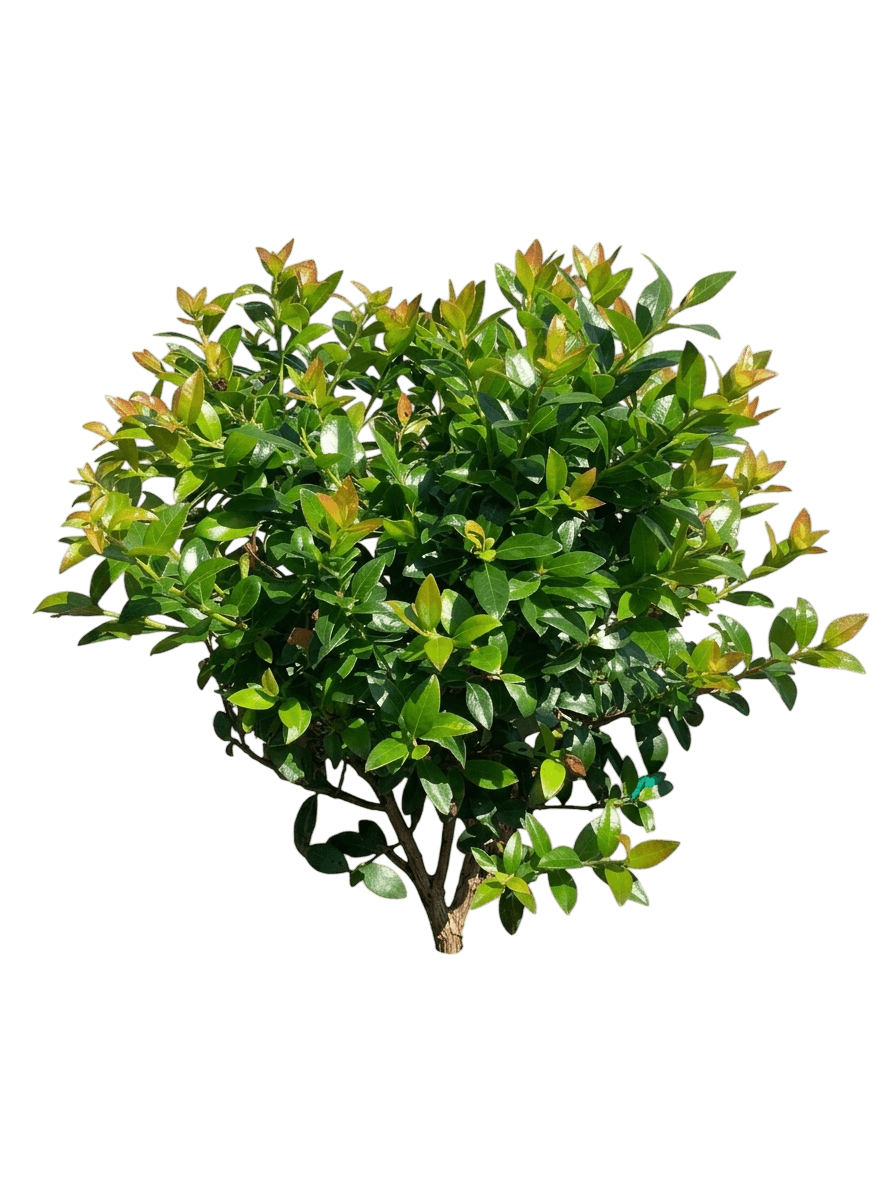 BerryBux® Blueberry (Vaccinium C. Pp25,467 Var. C. 'Zf08-095') - Shrubs