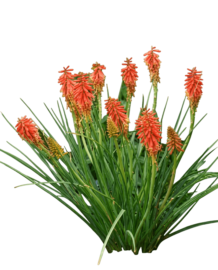 Pineapple Popsicle™ Dwarf Poker (Kniphofia X Var. X 'Pineapple Popsicle') - Perennials