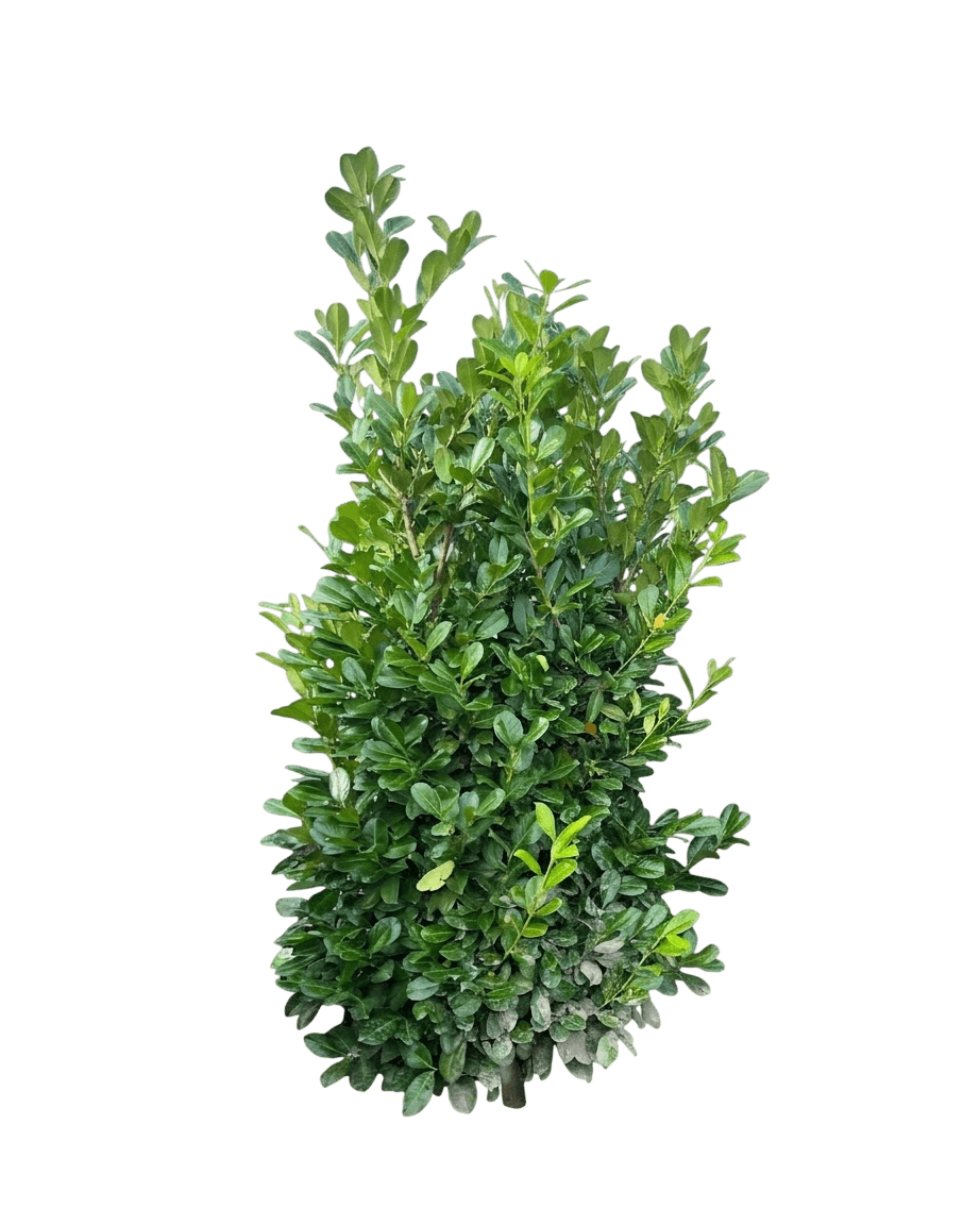 Zimmerman Cherry Laurel (Prunus Laurocerasus Var. Laurocerasus 'Zimmerman') - Shrubs