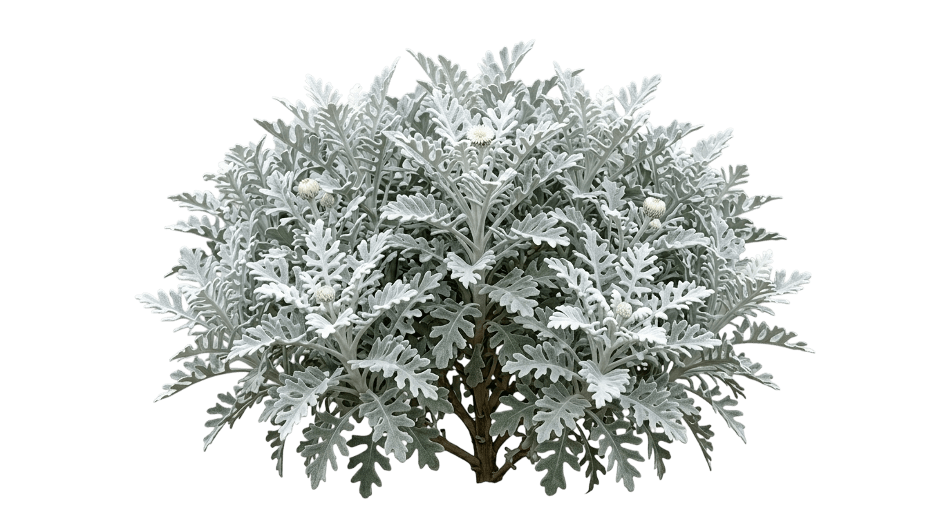 Snowflake Dusty Miller (Centaurea Ragusina 'Balcentsirl') - Perennials