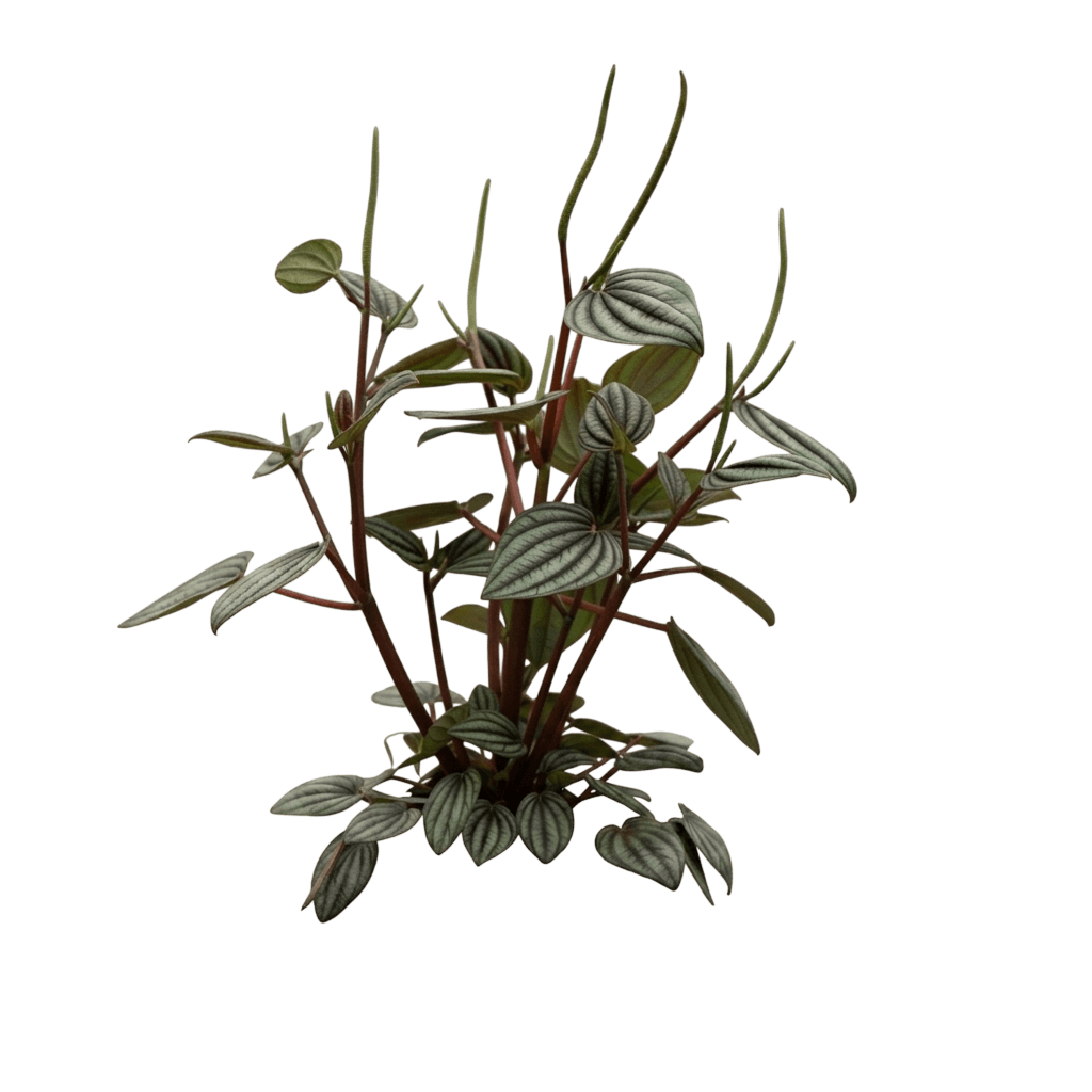 Rana Verde Peperomia (Peperomia Albovittata 'Rana Verde') - Indoor Plants
