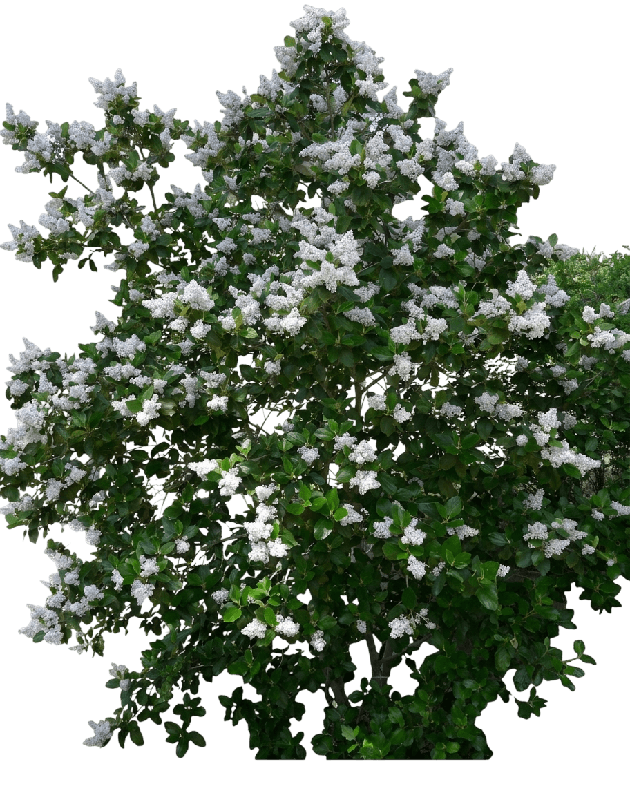 island ceanothus (Ceanothus Arboreus) - Shrubs