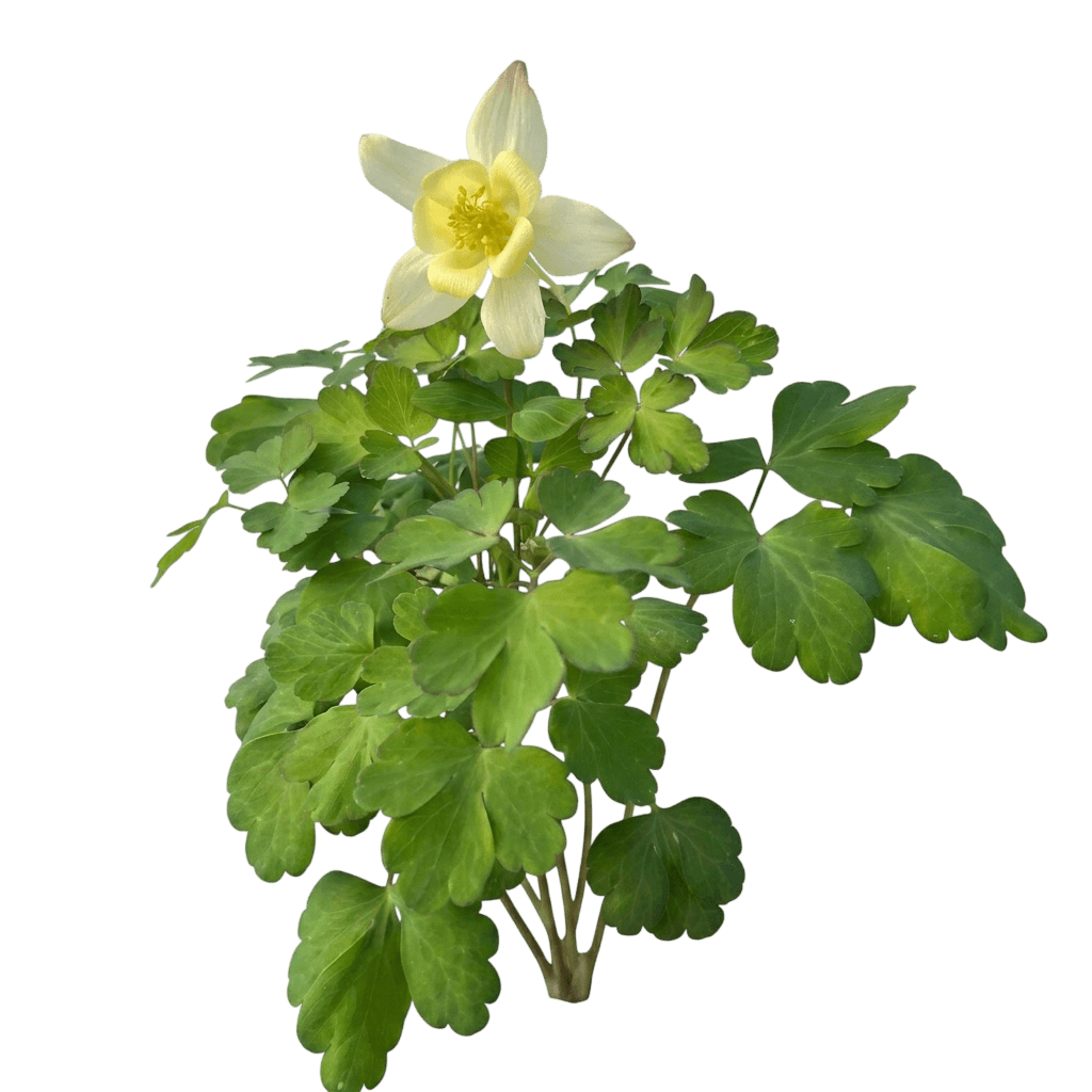 Earlybird Yellow Columbine (Aquilegia × Hybrida 'Pas1258489') - Perennials