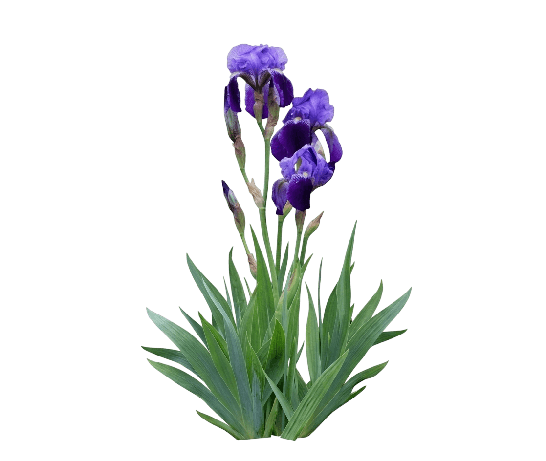 german iris (Iris G.S Glory 'Titan') - Perennials