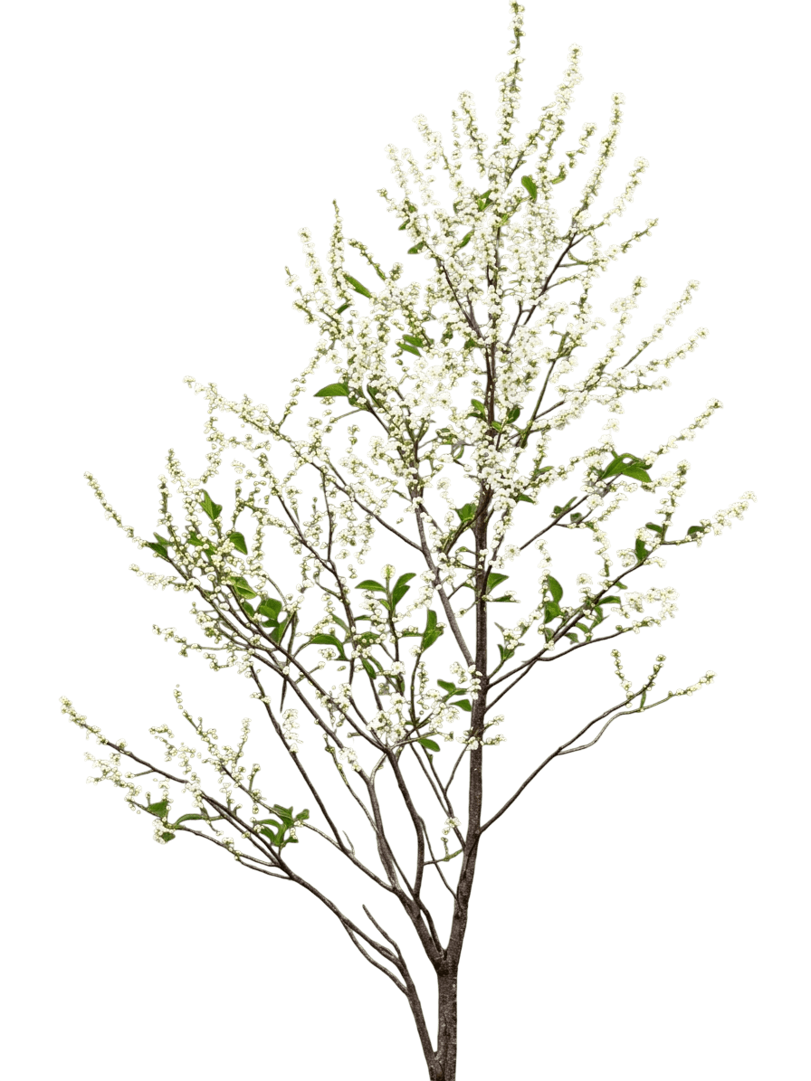 Pin Cherry (Prunus Pensylvanica) - Flowering Trees