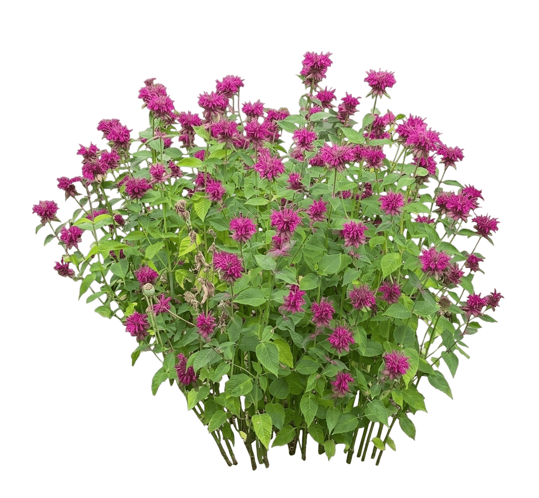 Sugar Buzz® Grape Gumball Bee Balm (Monarda X Var. X 'Grape Gumball') - Perennials