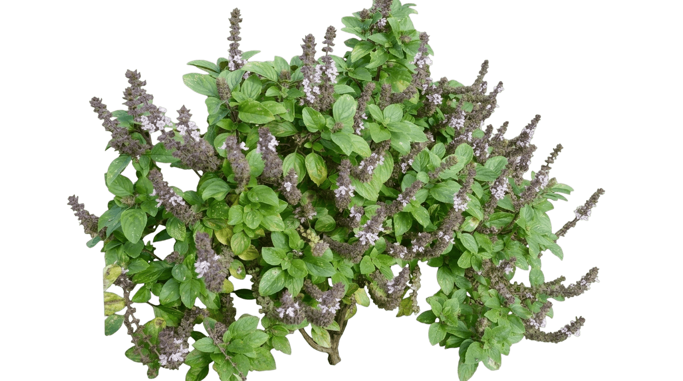 African Blue Basil (Ocimum Kilimandscharicum × Ocimum Basilicum) - Perennials