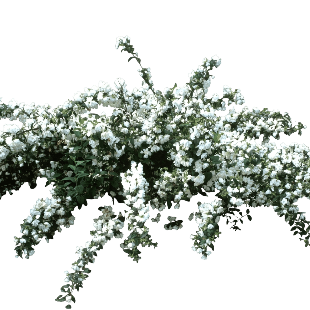 Snowbelle Mockorange (Philadelphus Virginalis 'Snowbelle') - Ground Layers