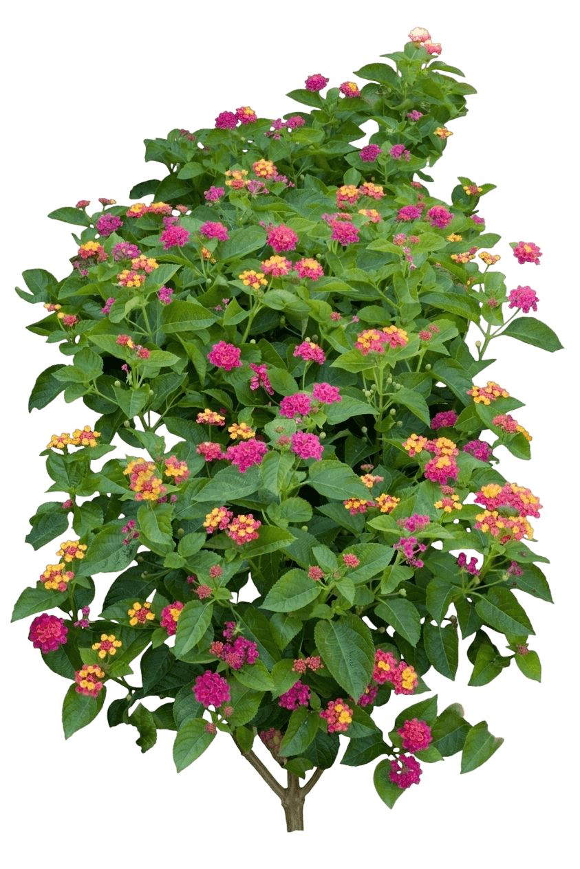 Mary Ann Lantana (Lantana Camara 'Mary Ann') - Ground Layers