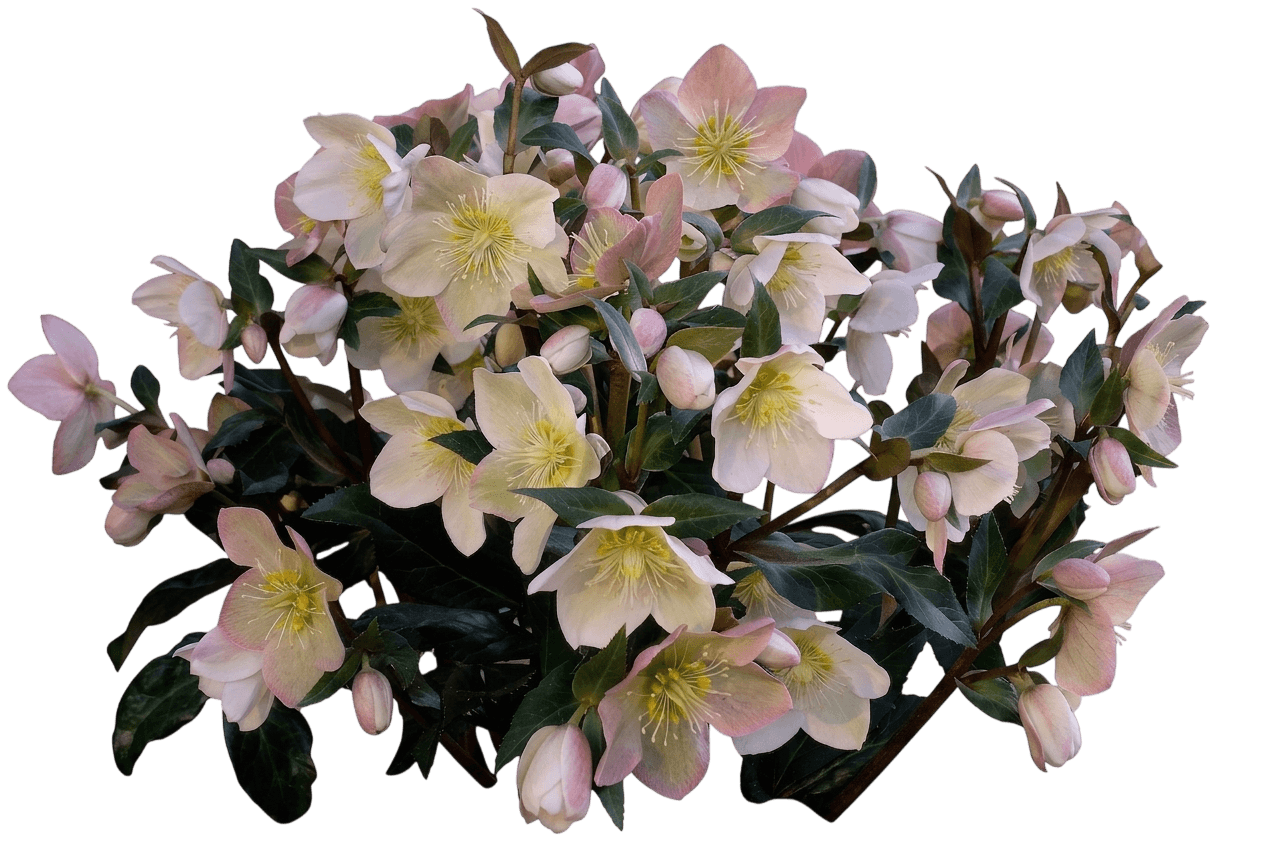Camelot® Lenten Rose (Helleborus × Ballardiae Pp 23,772 Var. X Ballardiae 'Coseh 940') - Perennials