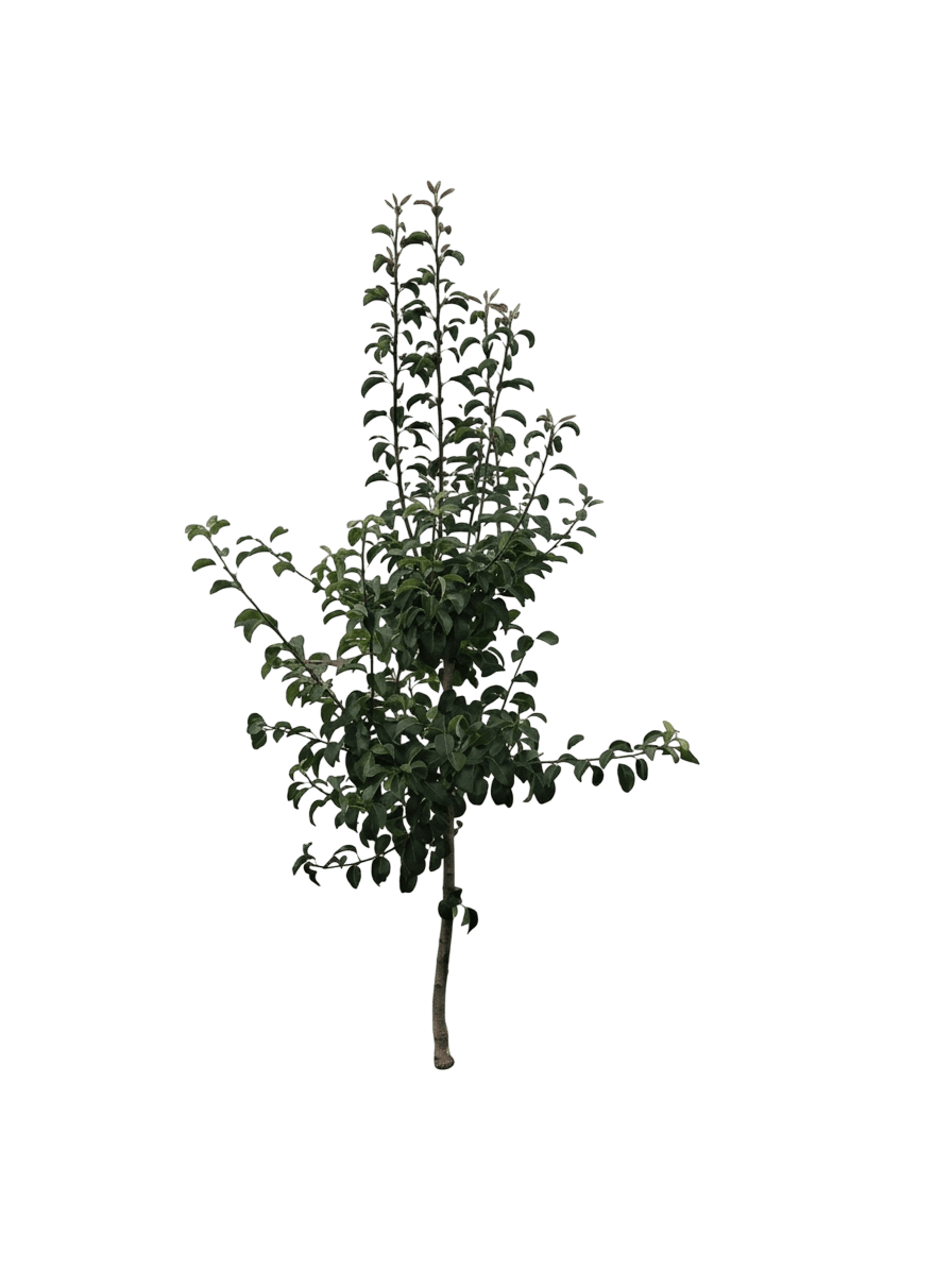 poirier commun (Pyrus Communis 'Bosc') - Arbres fruitiers