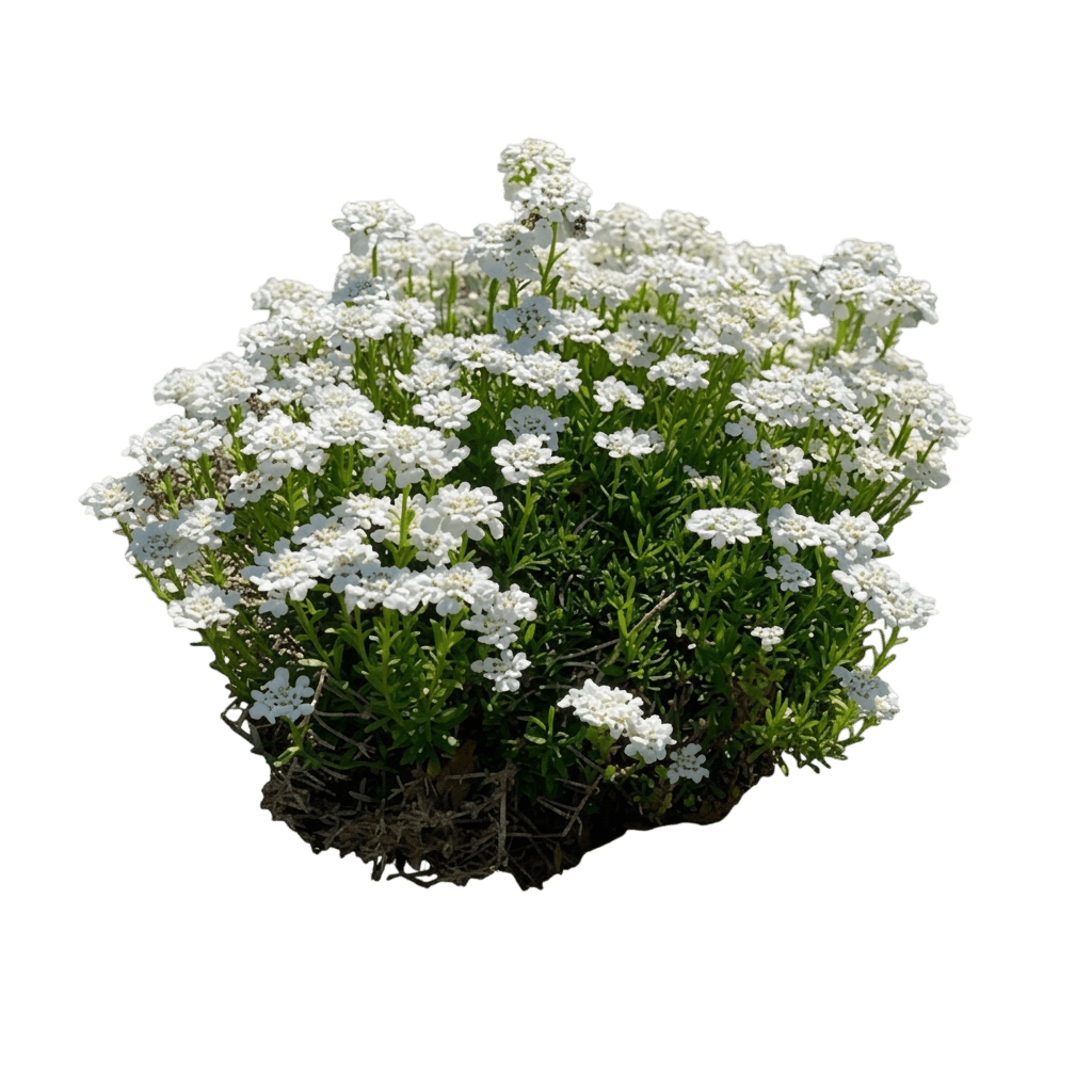 immergrüne Schleifenblume (Iberis Sempervirens) - Stauden