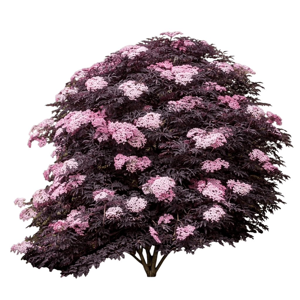 Black Beauty Elderberry (Sambucus Nigra 'Gerda') - Shrubs