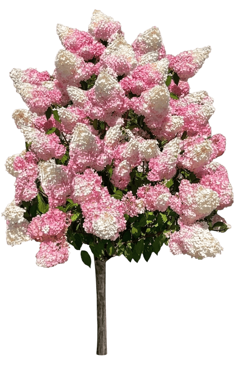 Pinky Winky Prime Panicle Hydrangea (Hydrangea Paniculata 'Ilvohpprm') - Ground Layers
