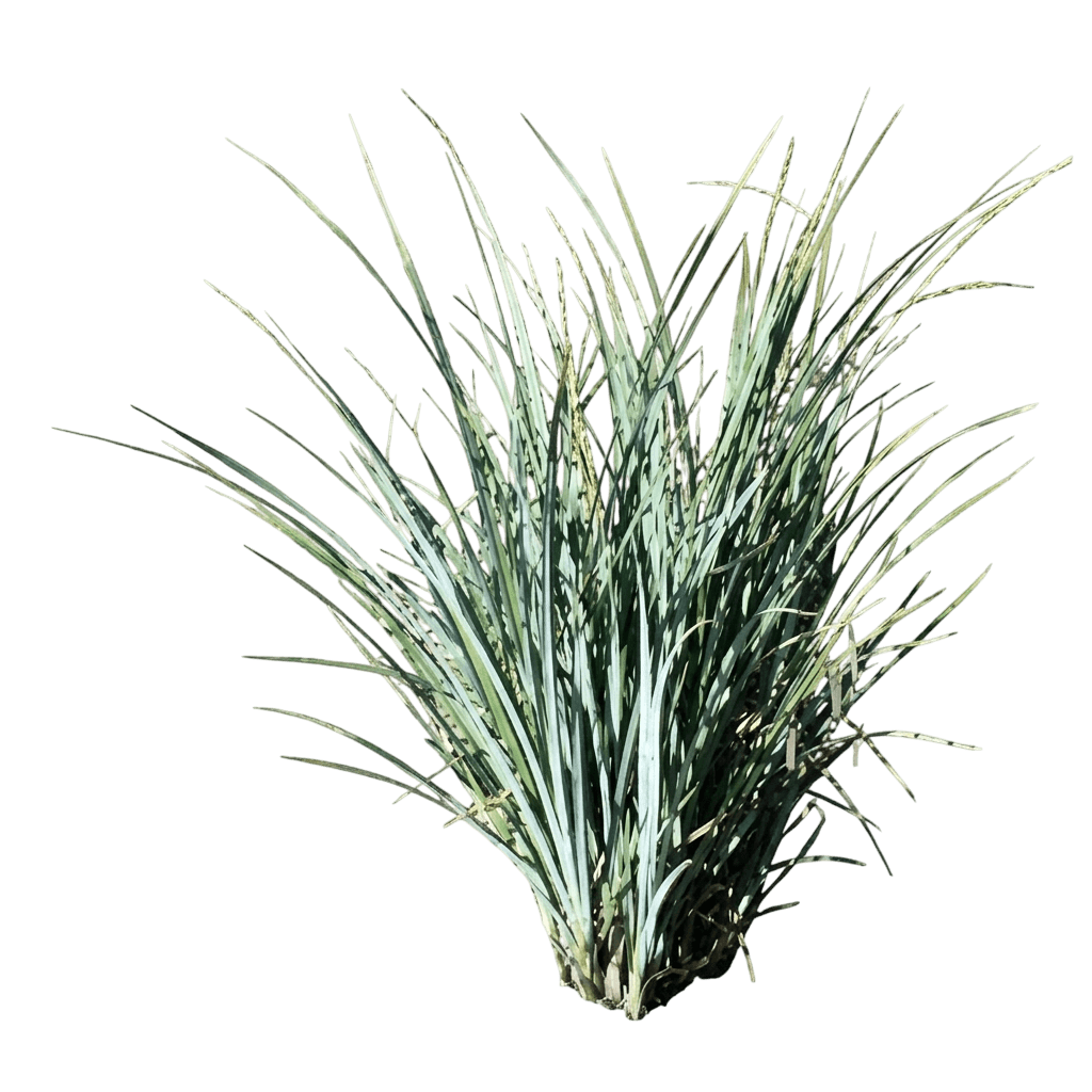 San Diego sedge (Carex Spissa) - Perennials