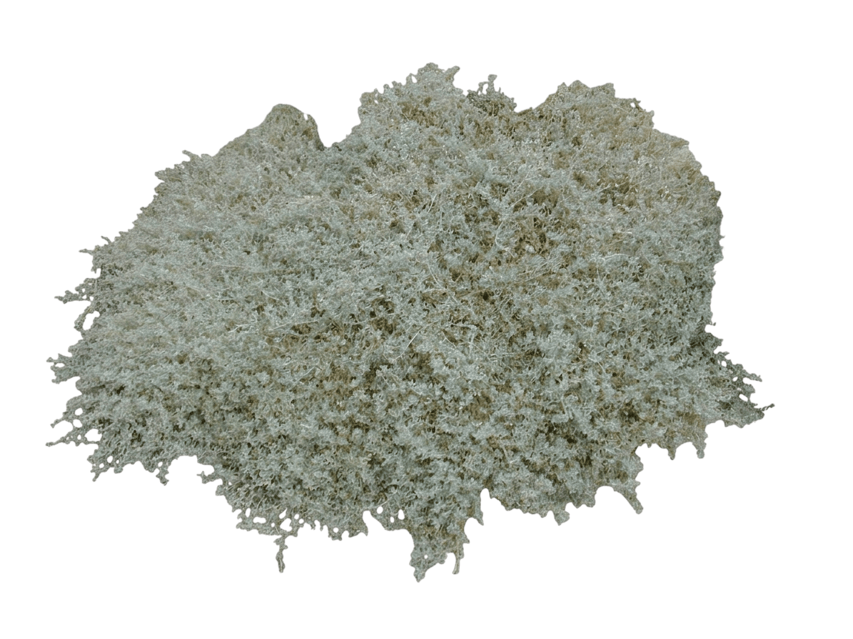 Australian saltbush (Atriplex Semibaccata) - Groundcovers