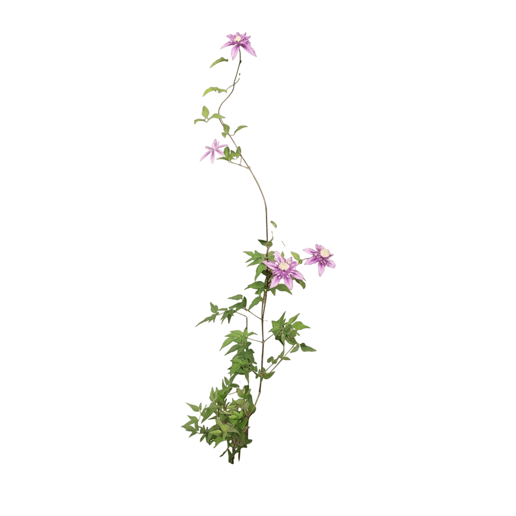 Pink Mink® Clematis (Clematis X Var. X 'Krakowiak') - Perennials