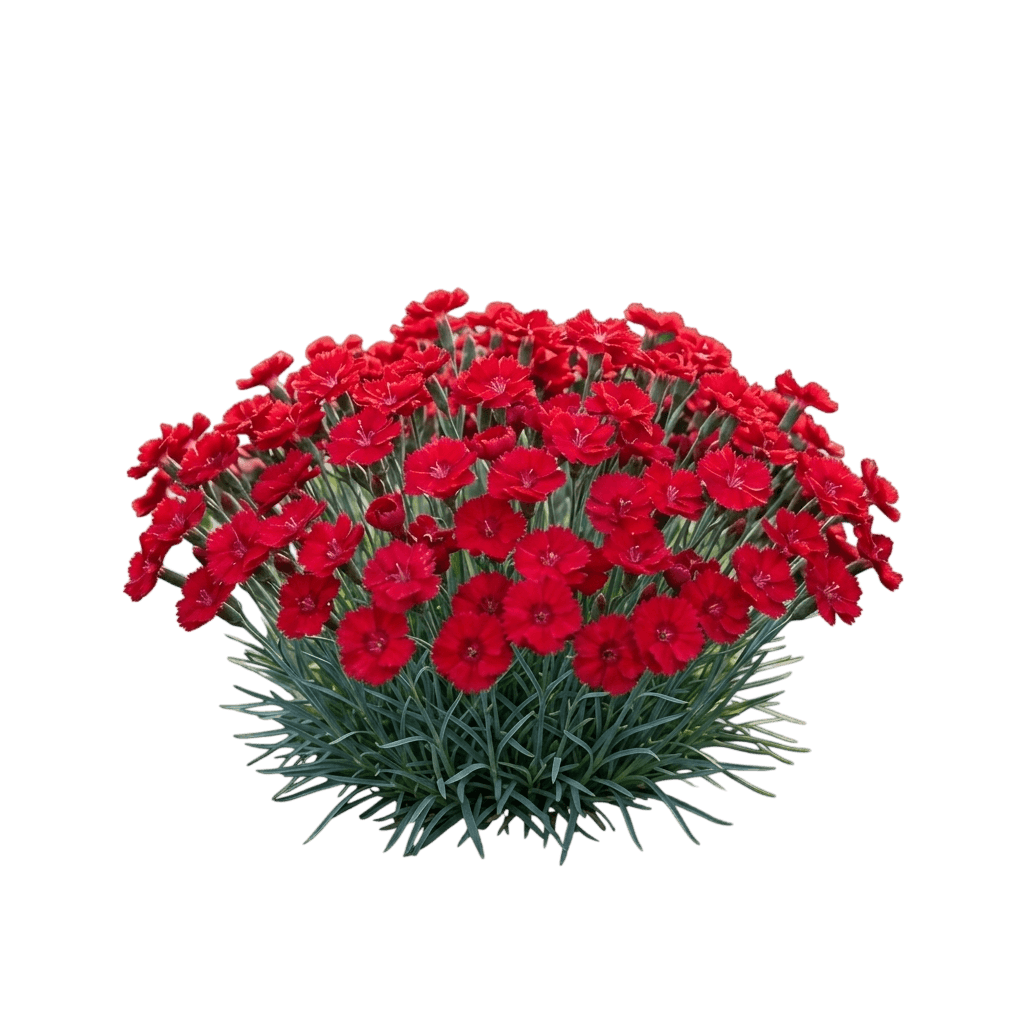 Everbloom Red Delicious Pinks (Dianthus Hybrida 'Red Delicious') - Perennials