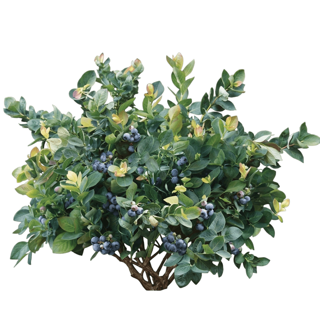 Peach Sorbet® Blueberry Bush (Vaccinium Corymbosum Var. Corymbosum 'Zf06-043') - Shrubs