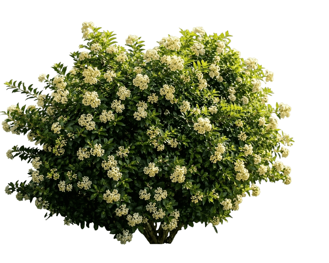 Orangenraute (Murraya Paniculata) - Pflanzen der Bodenschicht
