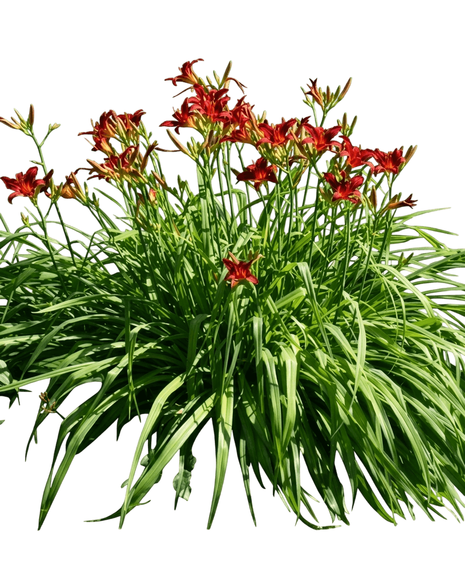 Daylily, Crimson Shadows (Hemerocallis 'Crimson Shadows') - Perennials