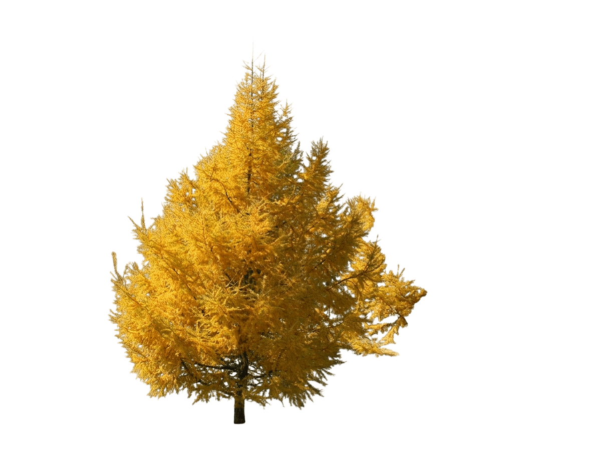 Dahurian Larch (Larix Gmelinii) - Shade Trees