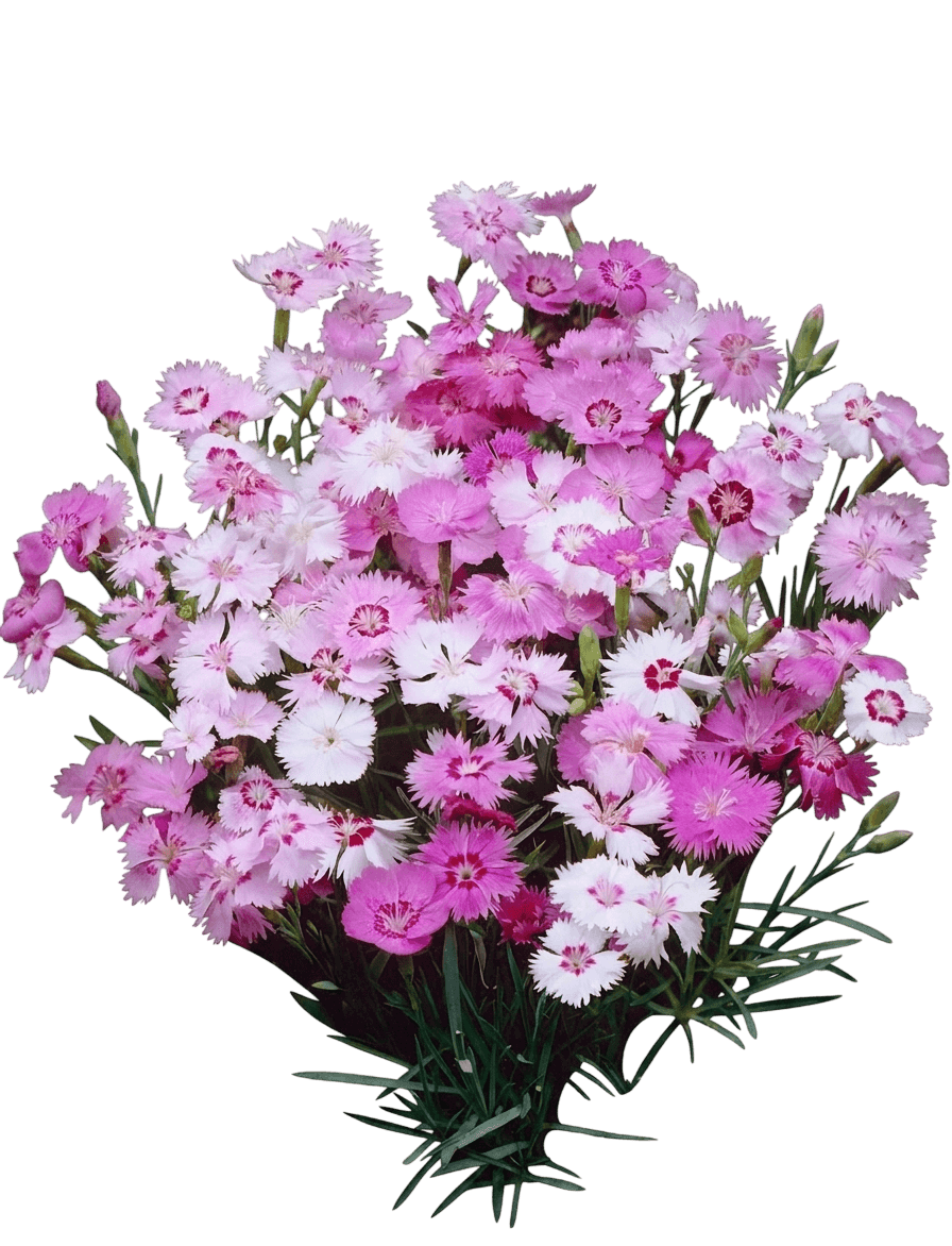 Delilah Bicolor Purple Pinks (Dianthus Plumarius 'Delilah Bicolor Purple') - Perennials