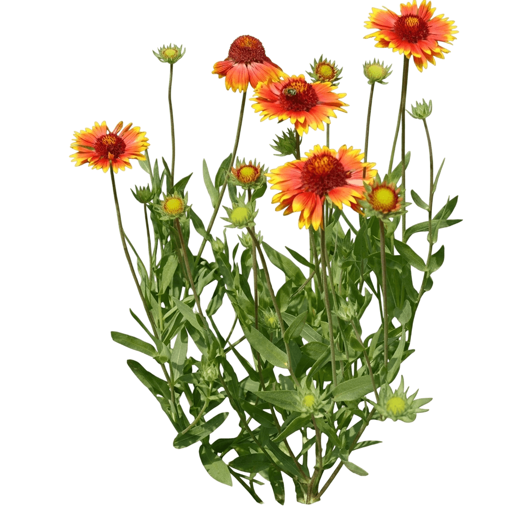 Guapa Red Blanket Flower (Gaillardia Aristata 'Flogb0014') - Perennials