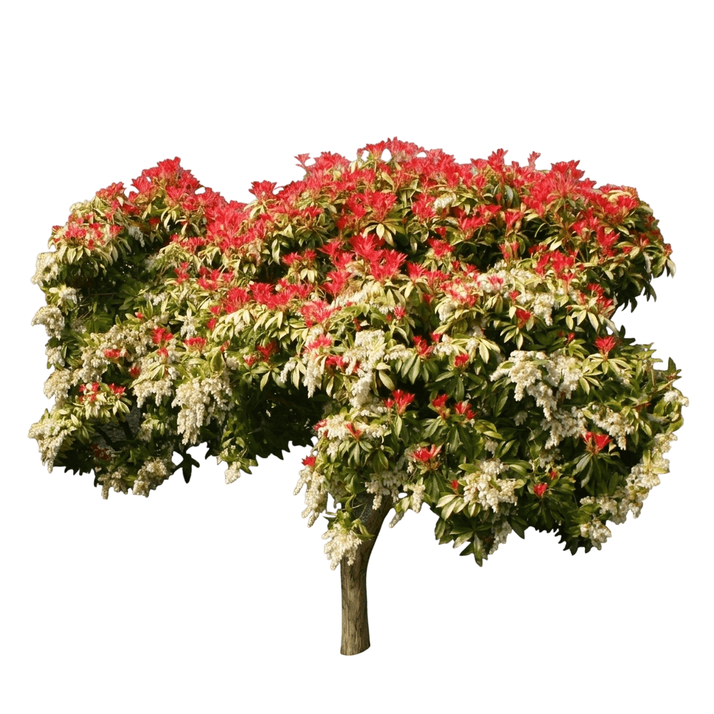 Flaming Silver Japanese Pieris (Pieris Japonica 'Flaming Silver') - Ground Layers