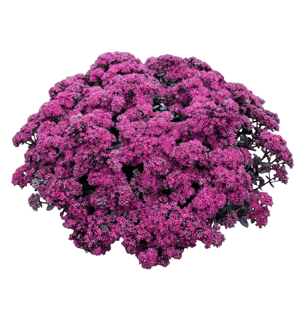 Sunsparkler Dazzleberry Stonecrop (Sedum Hybrid 'Razzleberry') - Succulents