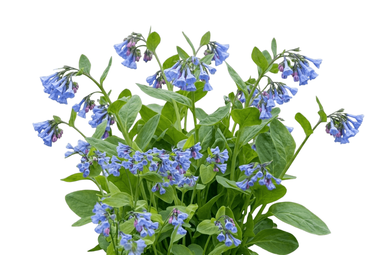 Virginia Blue Bells (Mertensia Virginica) - Perennials