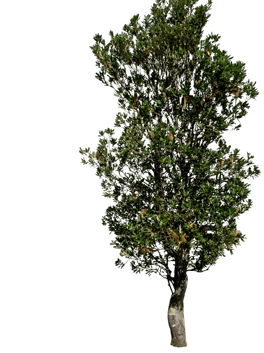 Coast Banksia (Banksia Integrifolia) - Evergreen Trees