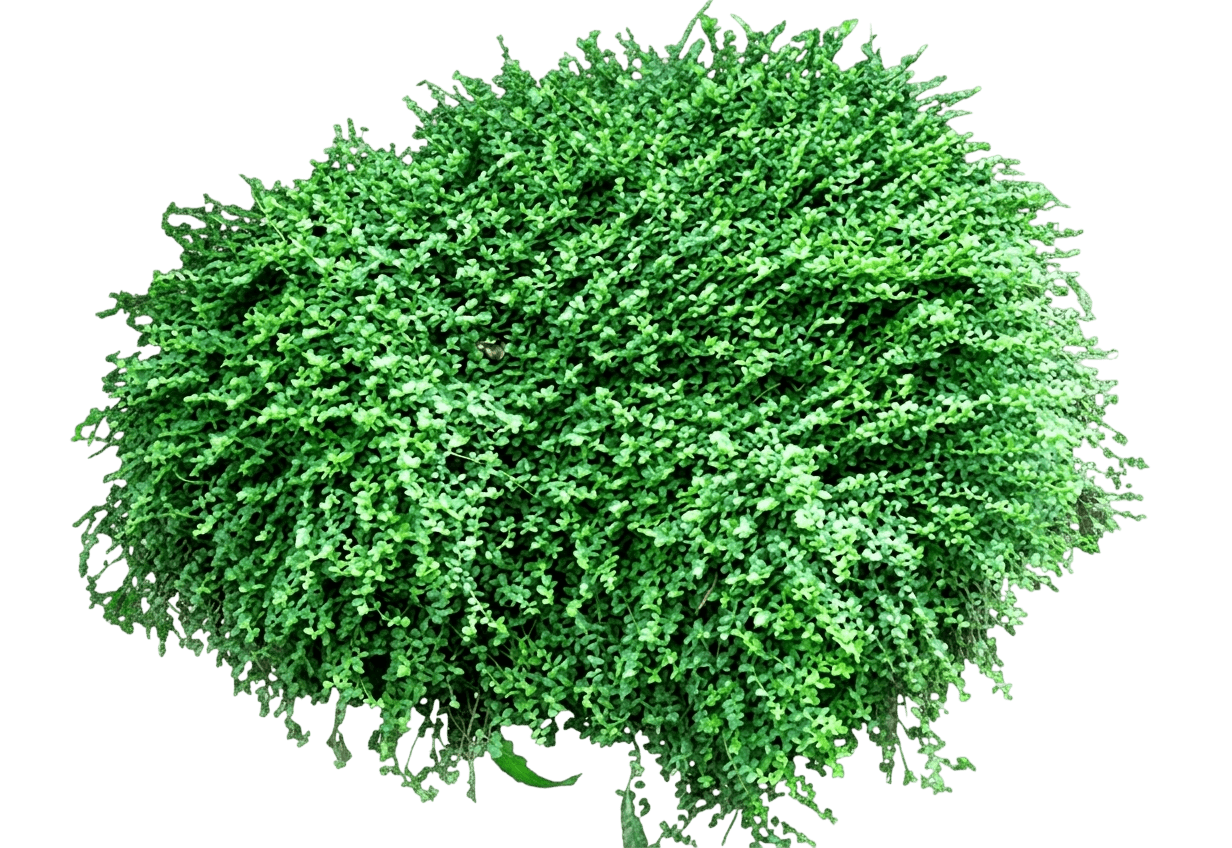 Wintercreeper, Dwarf (Euonymus Fortunei 'Minimus') - Ground Layers