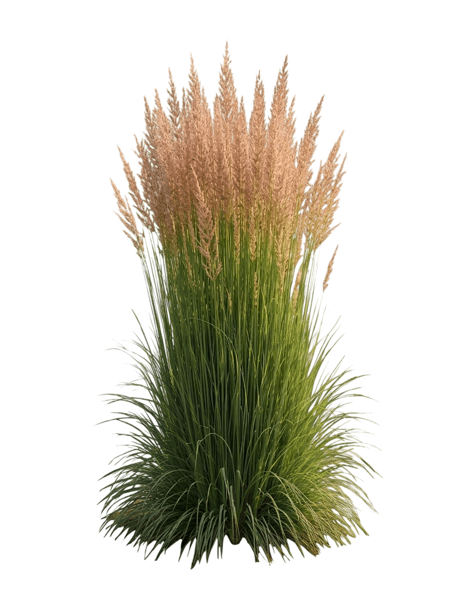 Lightning Strike Feather Reed Grass (Calamagrostis × Acutiflora 'Lightning Strike') - Grasses