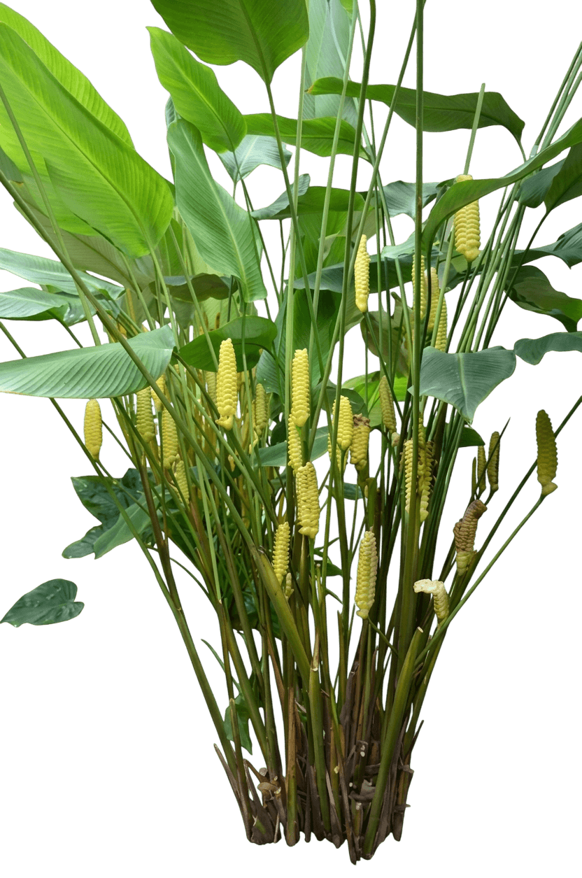 Rattlesnake Plant (Calathea Crotalifera) - Perennials