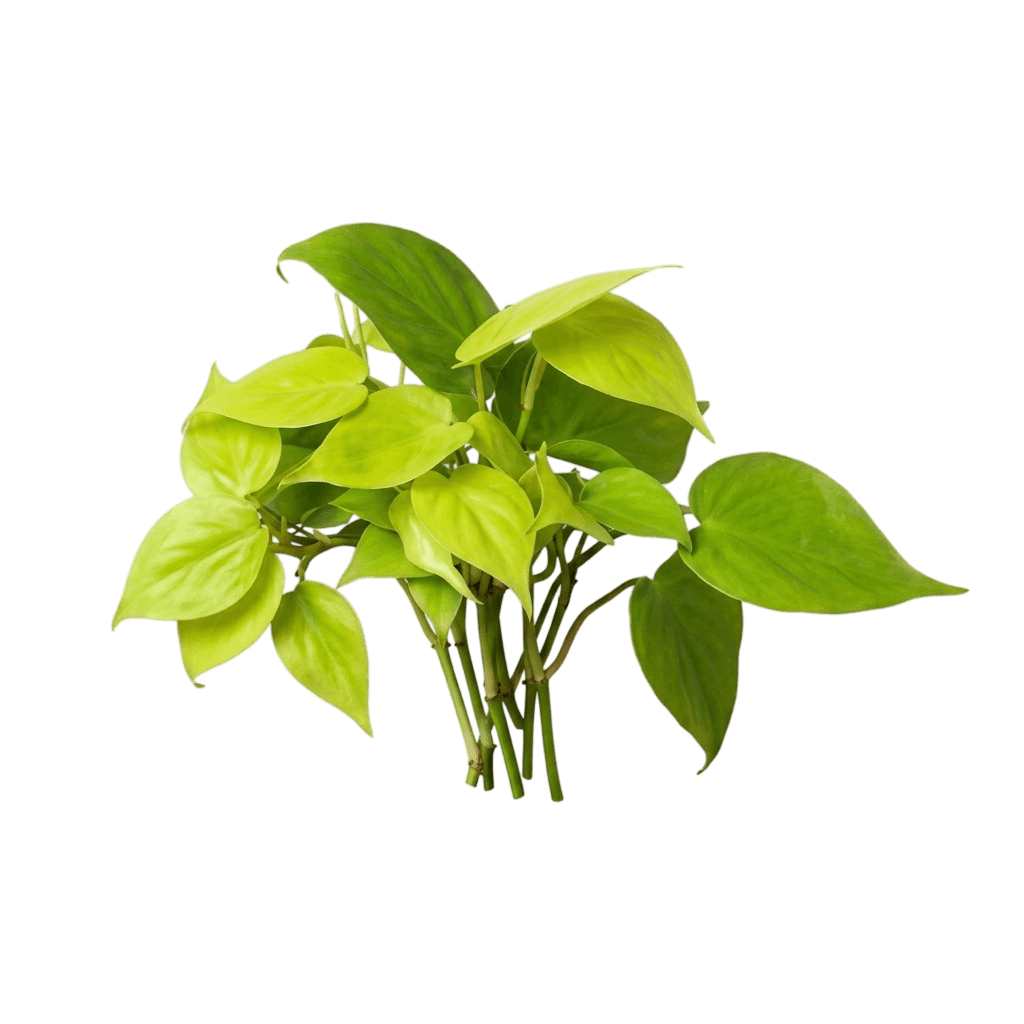 Neon Philodendron (Philodendron Cordatum 'Neon') - Indoor Plants
