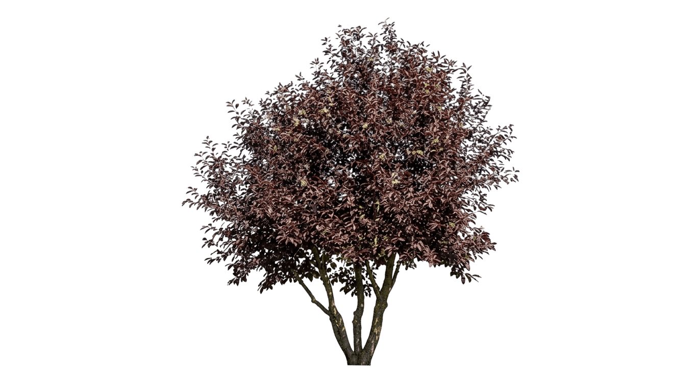 Schubert Chokecherry Tree (Prunus Virginiana Var. Virginiana 'Schubert') - Flowering Trees