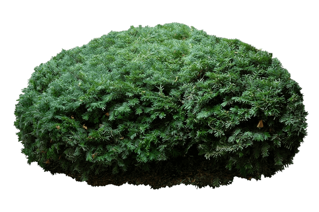 Runyan Yew (Taxus X Media 'Runyan') - Ground Layers