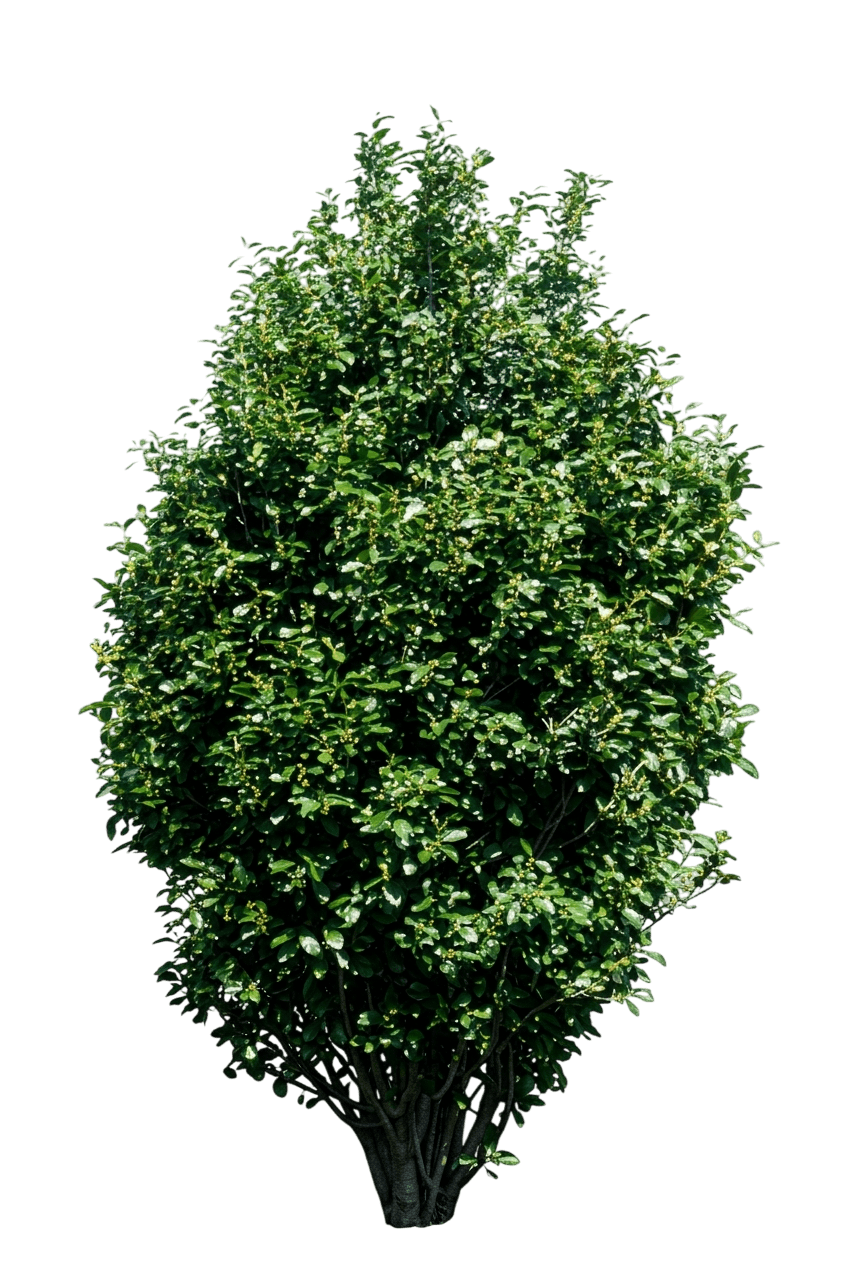 Buckthorn, Tallhedge Glossy (Rhamnus Frangula ‘Columnaris’) - Ground Layers