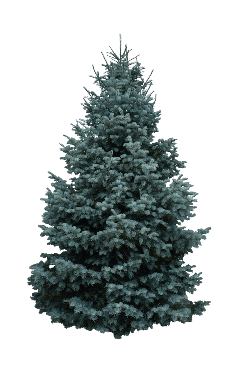 Spruce, Bonny Blue (Picea Pungens ‘Bonny Blue’) - Evergreen Trees
